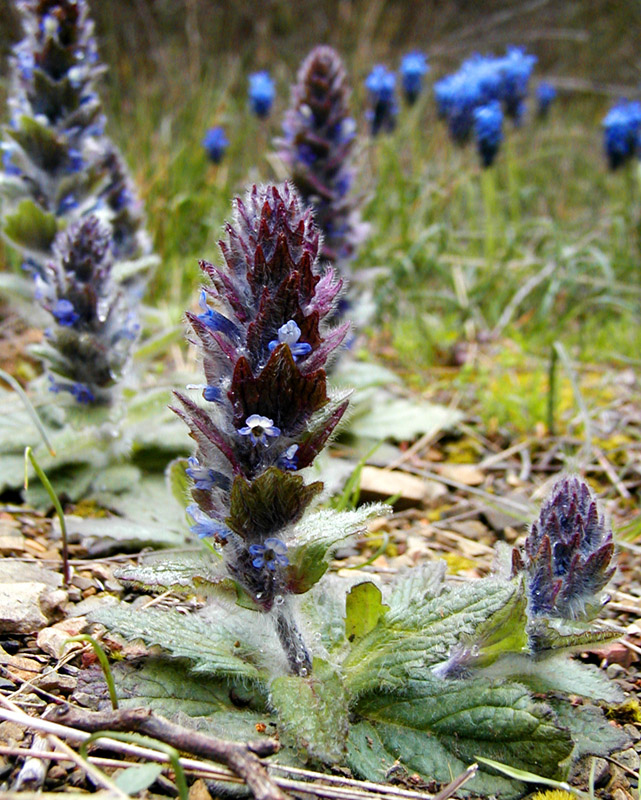 Image of Ajuga orientalis specimen.