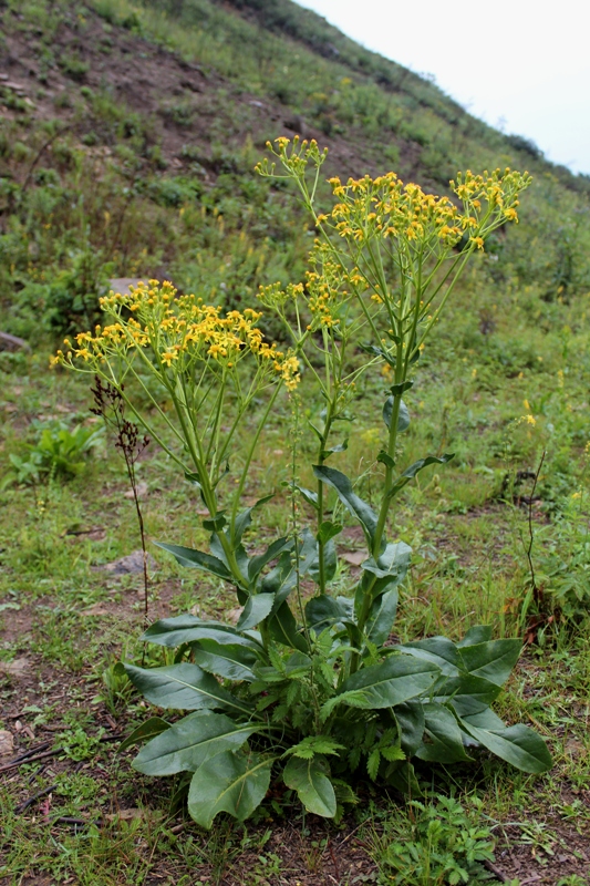 Изображение особи Senecio schwetzowii.