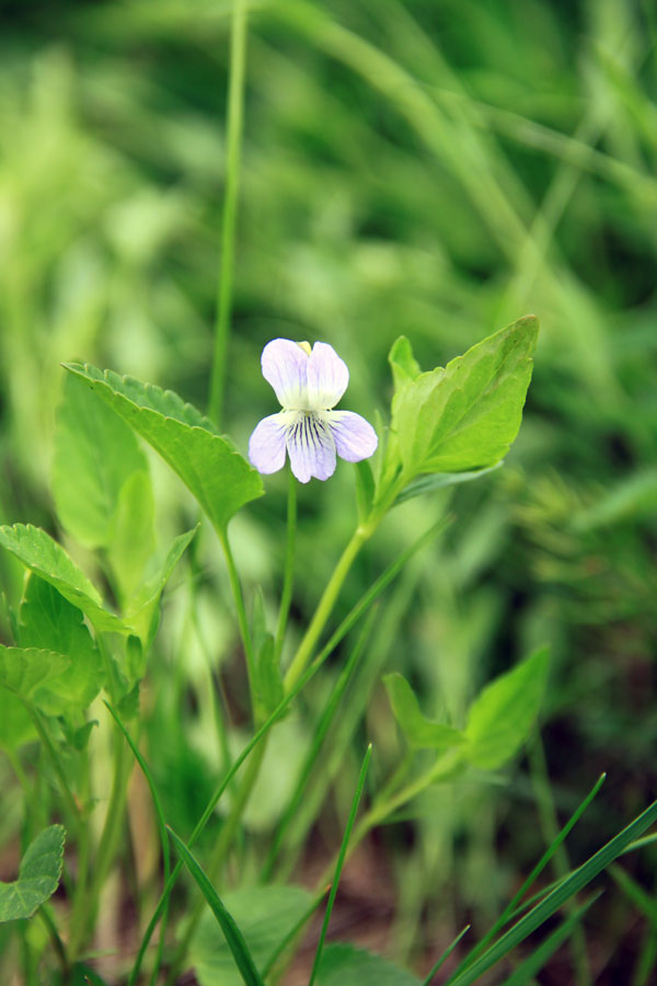 Image of Viola ruppii specimen.