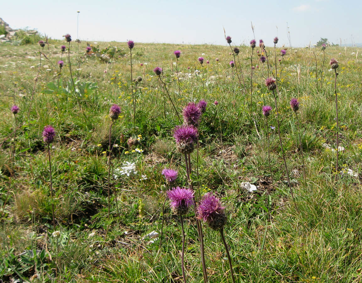 Image of Centaurea alpestris specimen.