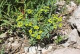 Euphorbia talastavica