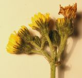 Pilosella cymella