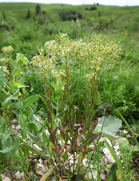 Image of Cardaria draba specimen.