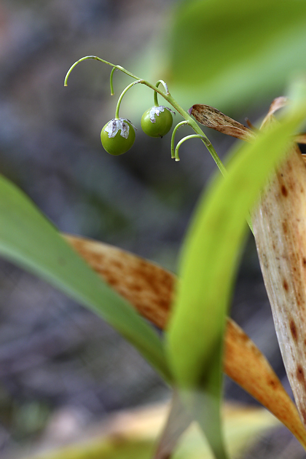 Image of Convallaria majalis specimen.