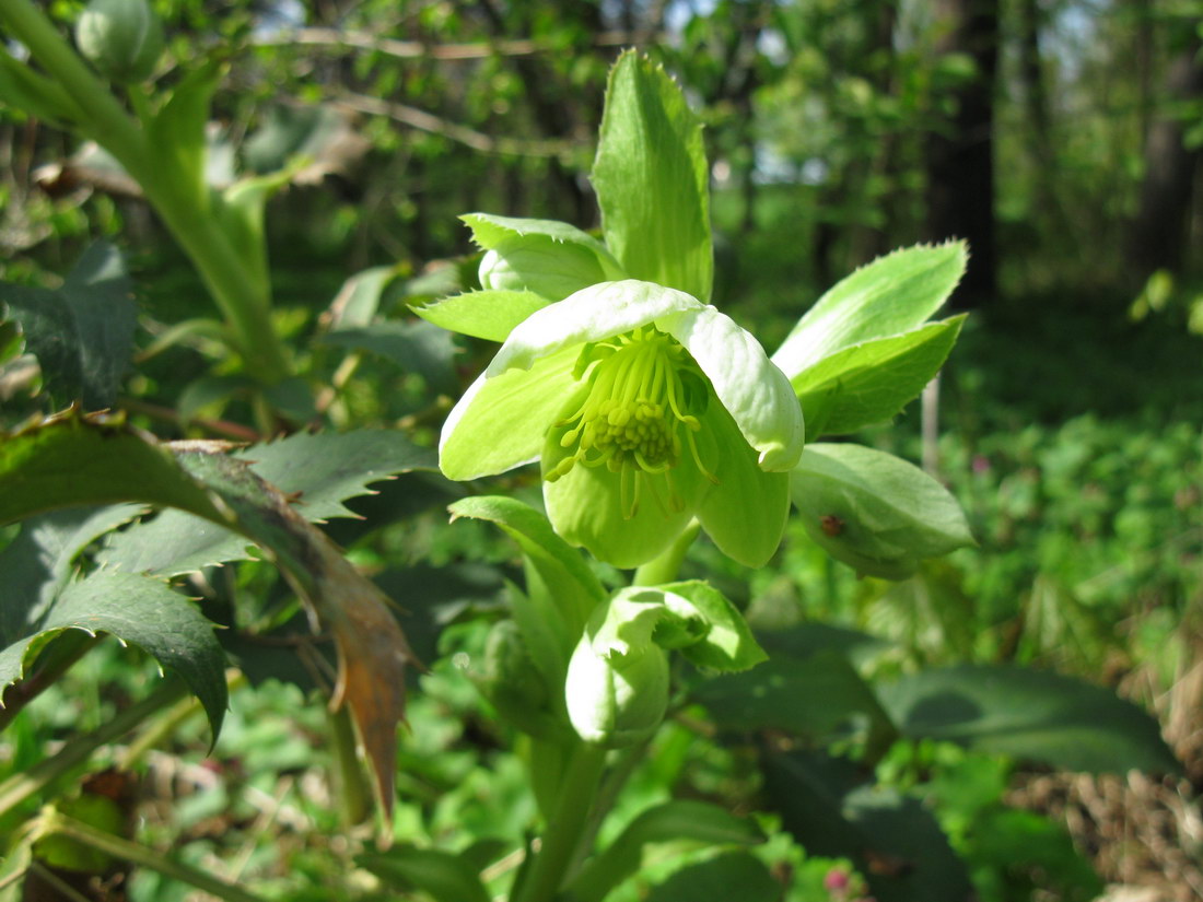 Image of Helleborus argutifolius specimen.