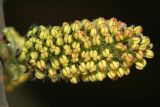 Salix × laurina