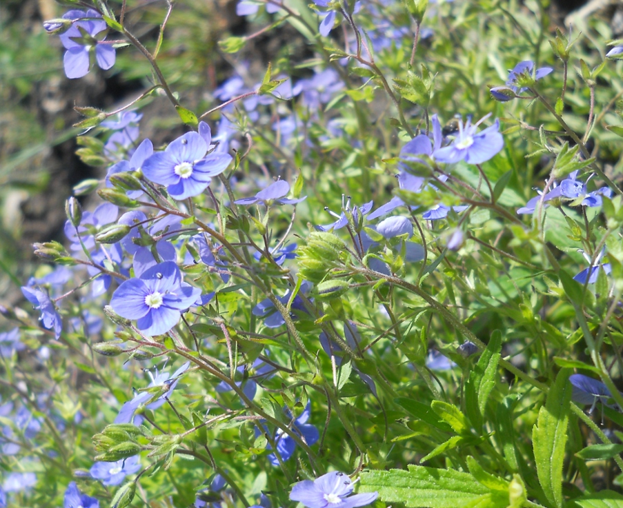 Image of Veronica umbrosa specimen.