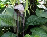 Tacca integrifolia