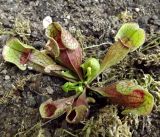 Sarracenia purpurea