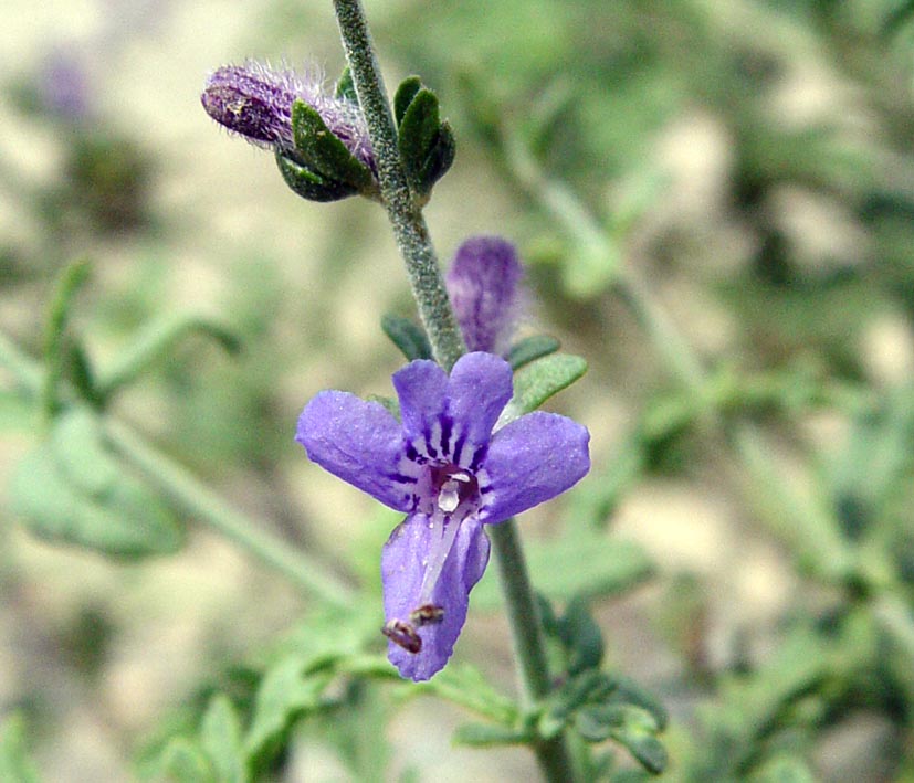 Image of Perovskia abrotanoides specimen.