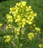 Sisymbrium loeselii. Верхушка цветущего растения. Украина, г. Запорожье, посадка возле оз. Кушугум. 26.05.2013.