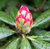 Rhododendron yakushimanum. Бутон ('Kalinka'). Германия, г. Krefeld, Ботанический сад. 11.05.2013.