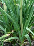 Kniphofia uvaria