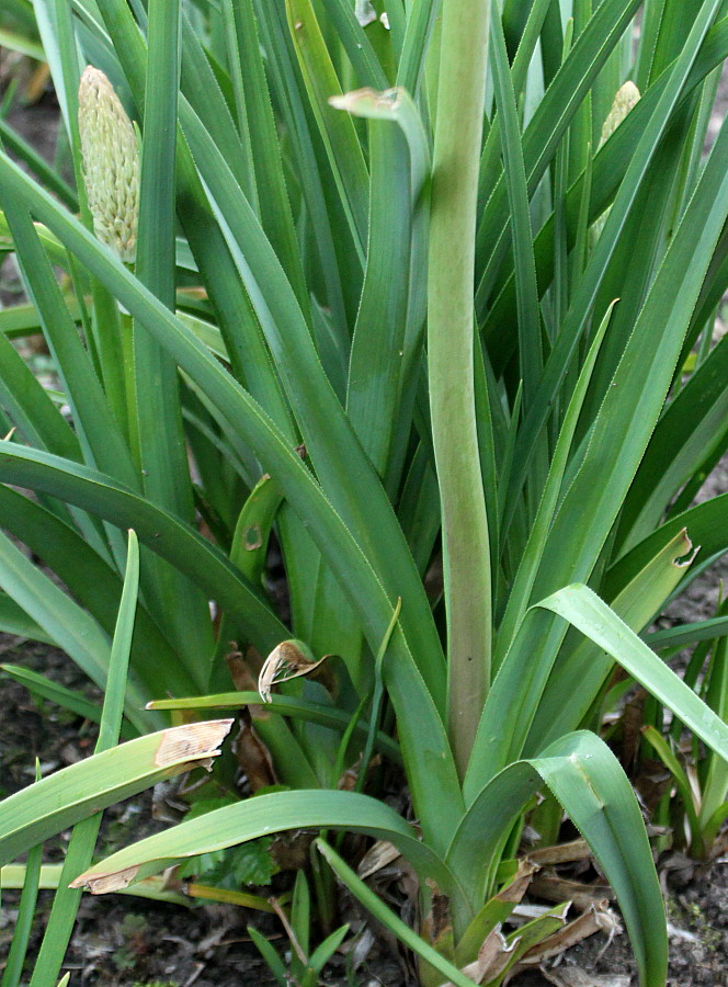 Изображение особи Kniphofia uvaria.