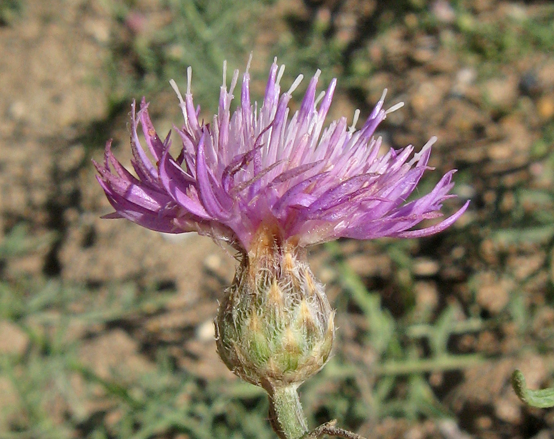 Image of Centaurea odessana specimen.