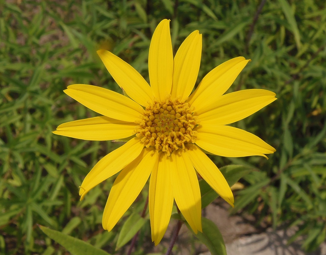 Image of genus Helianthus specimen.