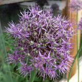 Allium aflatunense