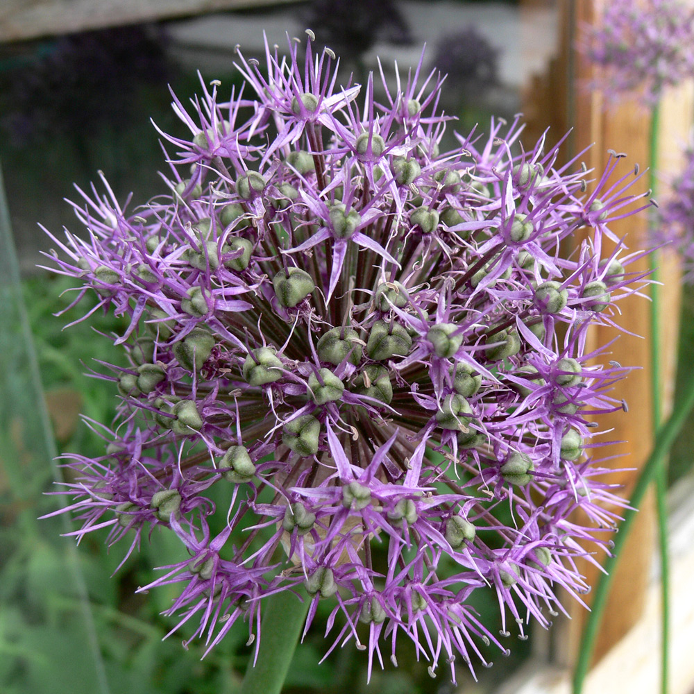 Image of Allium aflatunense specimen.