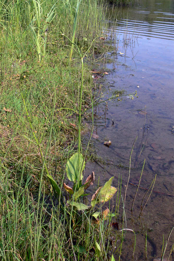 Image of Alisma plantago-aquatica specimen.