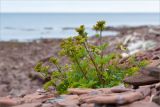 Ligusticum scoticum. Плодоносящее растение. Кольский п-ов, Терский берег Белого моря, недалеко от устья Лодочного ручья. 09.08.2013.