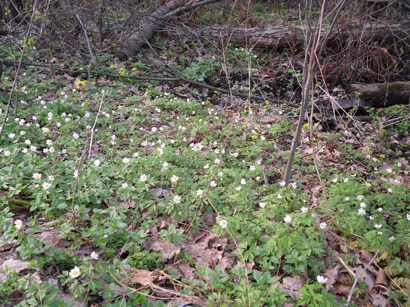 Image of Anemone nemorosa specimen.