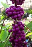 Смотреть изображение Callicarpa americana
