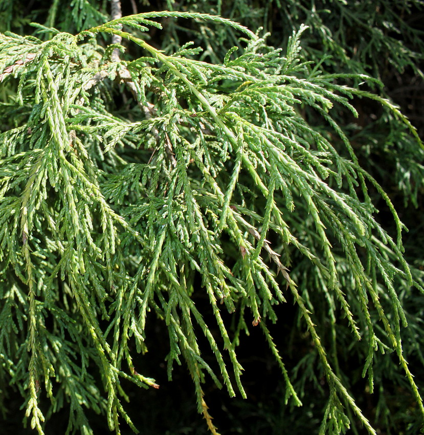 Image of Chamaecyparis pisifera specimen.