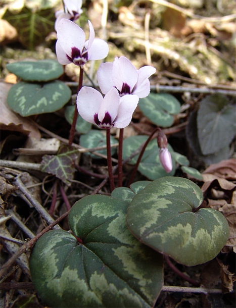 Изображение особи Cyclamen coum.