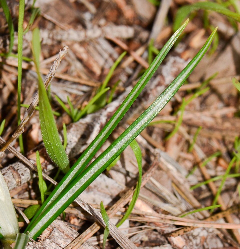 Изображение особи Crocus hyemalis.