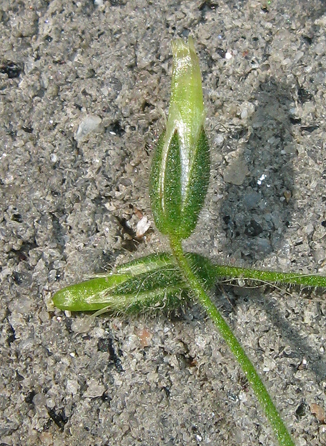 Изображение особи Cerastium semidecandrum.