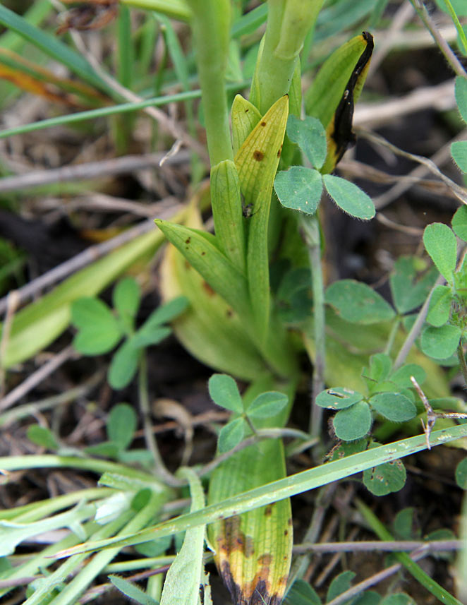 Image of Ophrys umbilicata specimen.