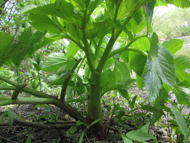 Изображение особи Archangelica officinalis.