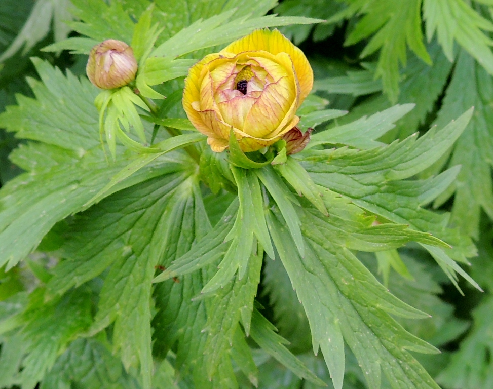 Image of Trollius sachalinensis specimen.