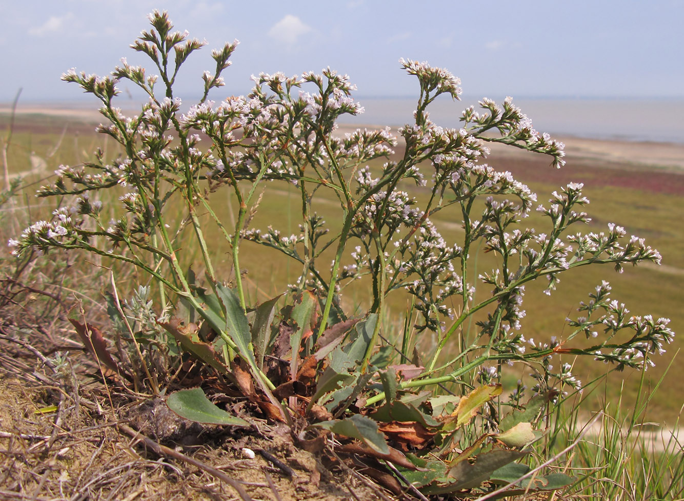 Image of Goniolimon tataricum specimen.