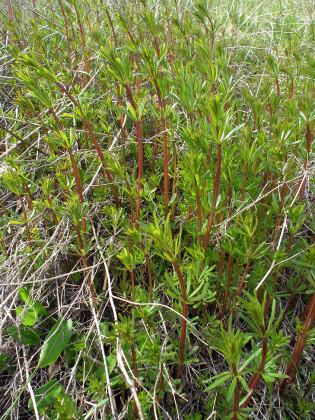 Image of Galium mollugo specimen.