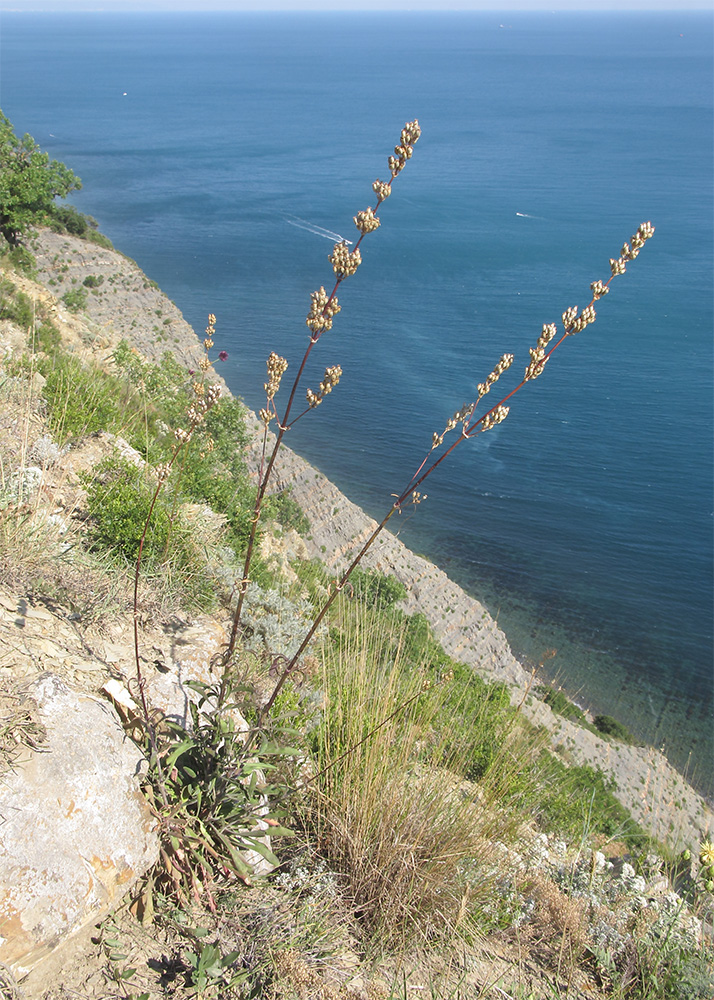 Image of Silene densiflora specimen.