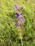 Salvia pratensis