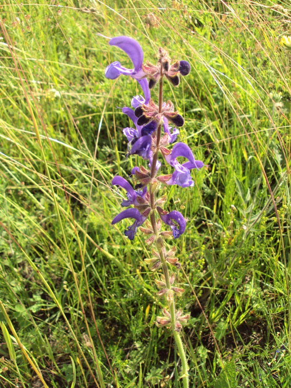 Изображение особи Salvia pratensis.