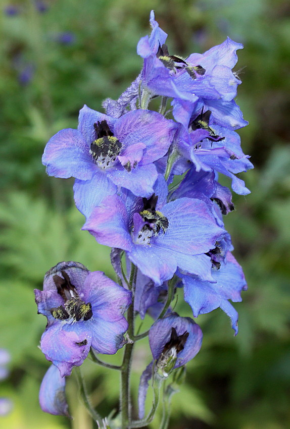 Изображение особи Delphinium ceratophorum.