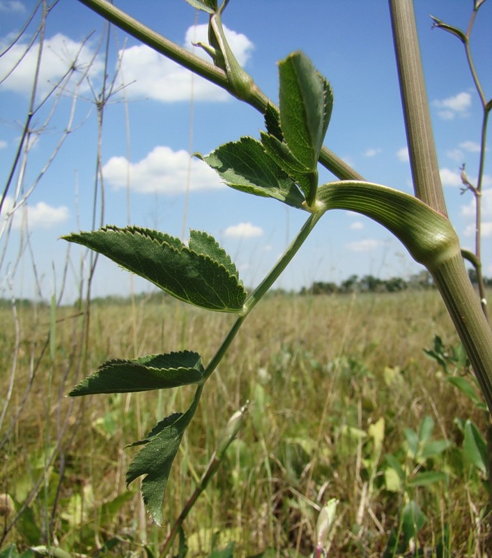 Изображение особи Macroselinum latifolium.