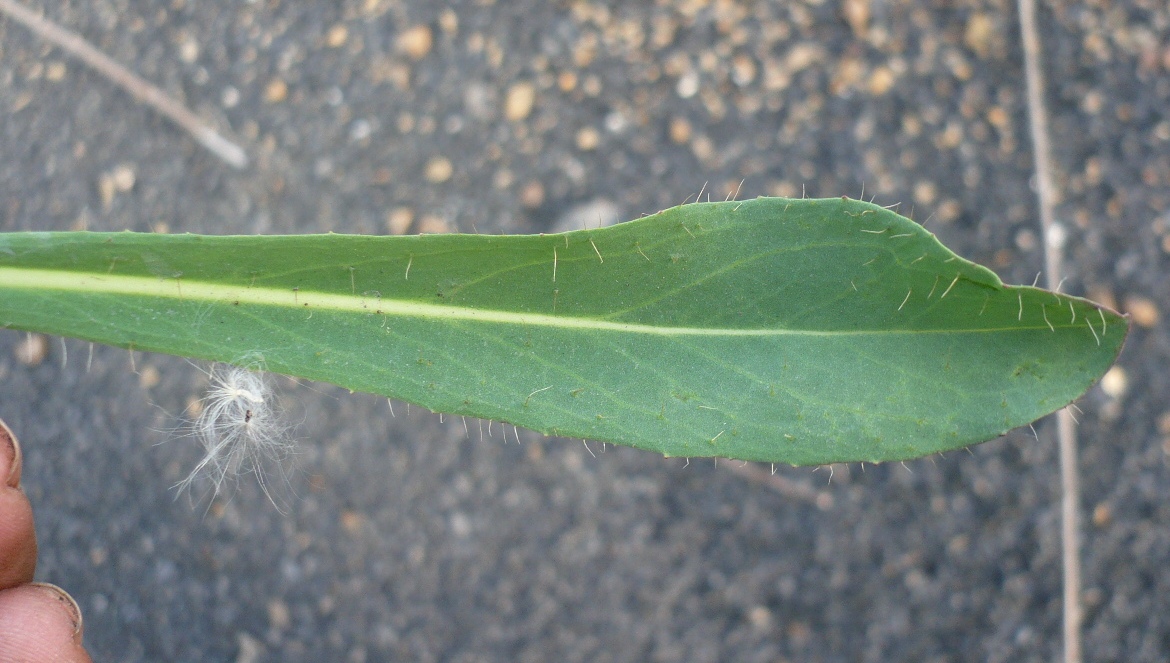 Image of Pilosella novosibirskensis specimen.