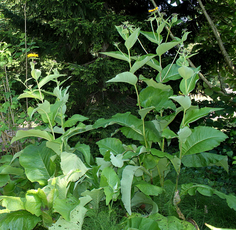 Изображение особи Inula helenium.