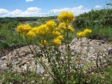 Hypericum scabrum. Цветущее растение. Южный Казахстан, Таласский Алатау, запов. Аксу-Джабаглы, правый край каньона Аксу. 1 июня 2012 г.