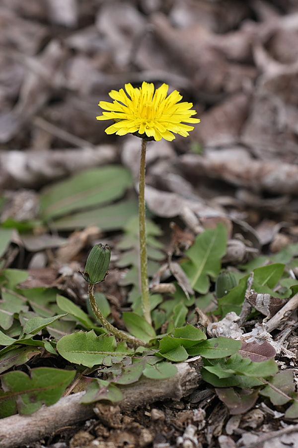 Image of genus Taraxacum specimen.