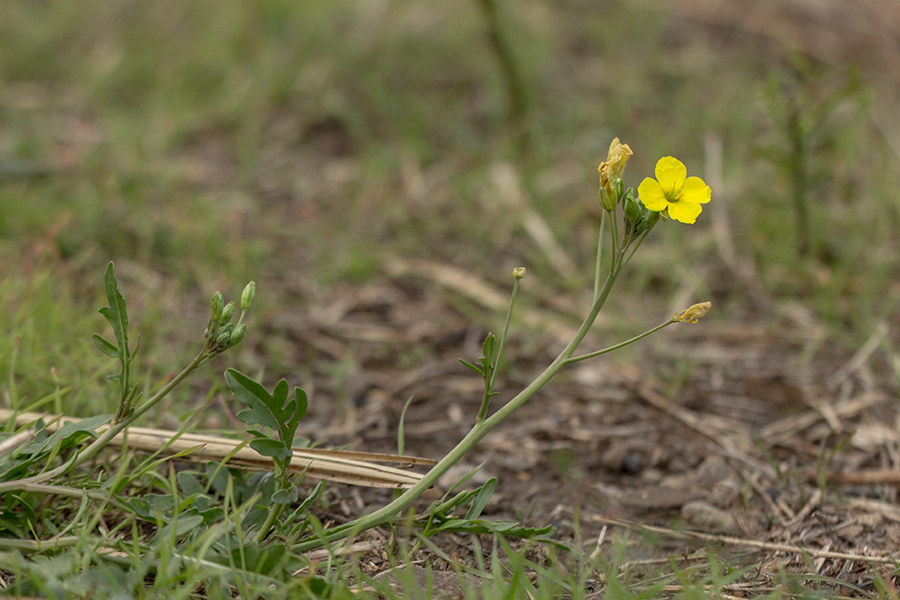 Image of Diplotaxis tenuifolia specimen.