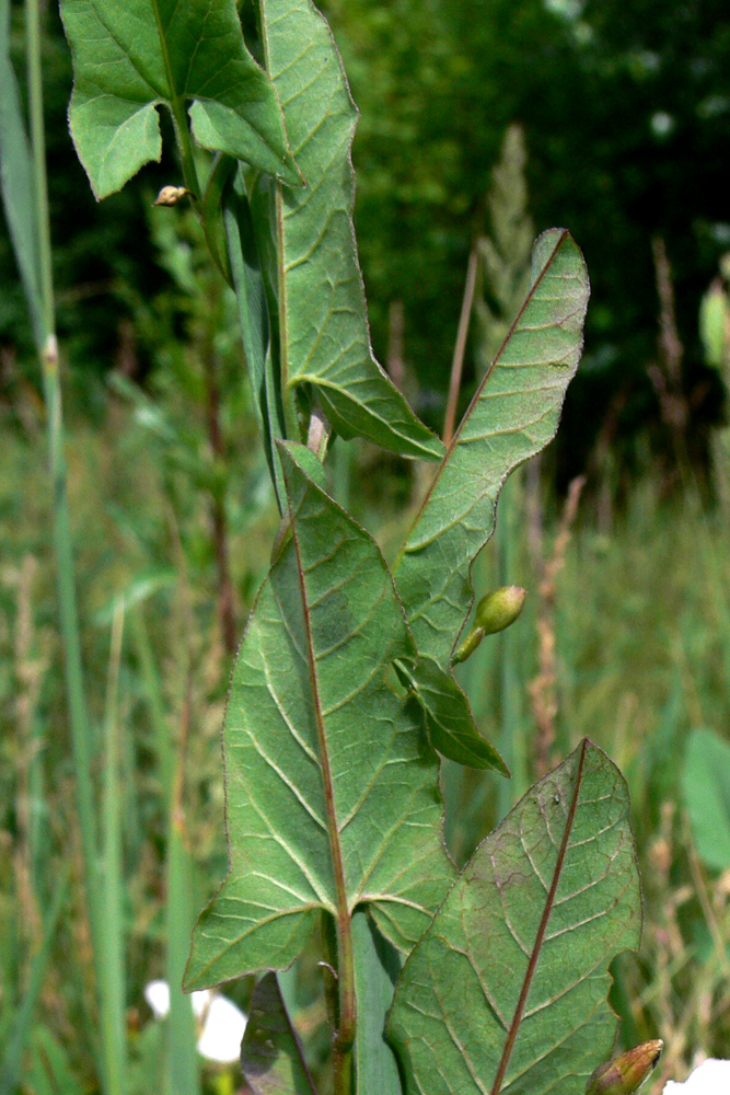 Image of Convolvulus arvensis specimen.