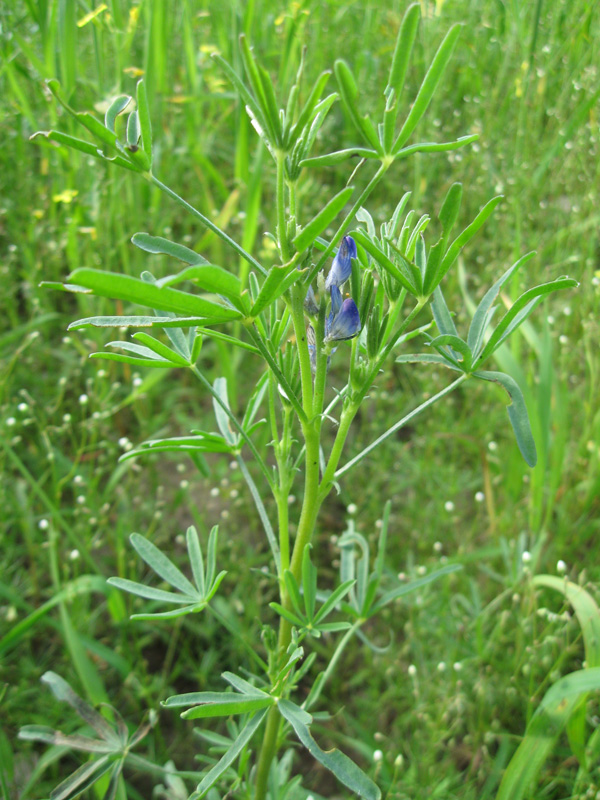 Image of Lupinus angustifolius specimen.