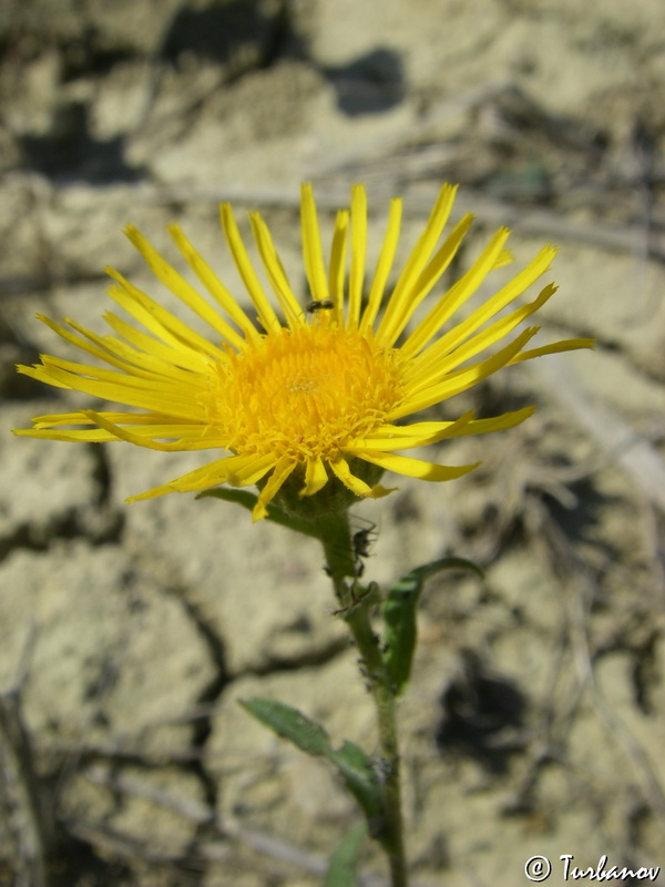 Изображение особи Inula britannica.