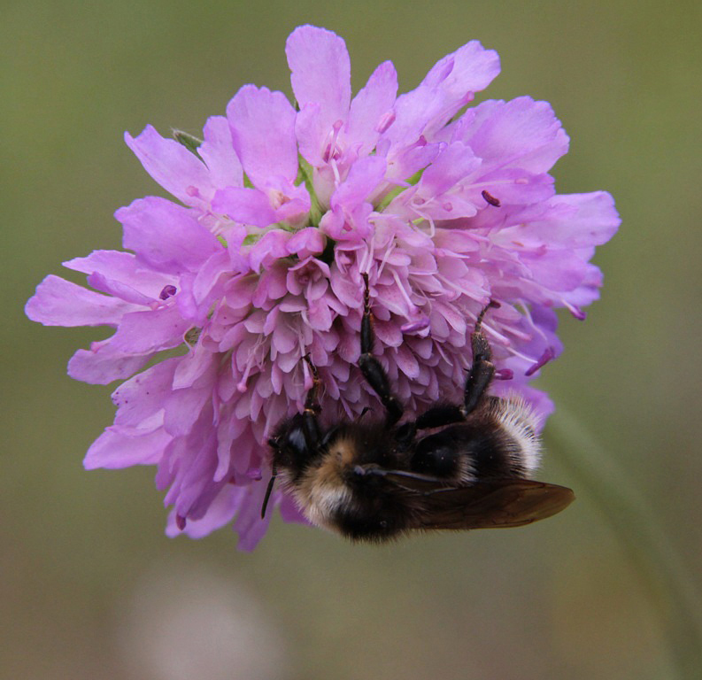 Изображение особи Knautia arvensis.