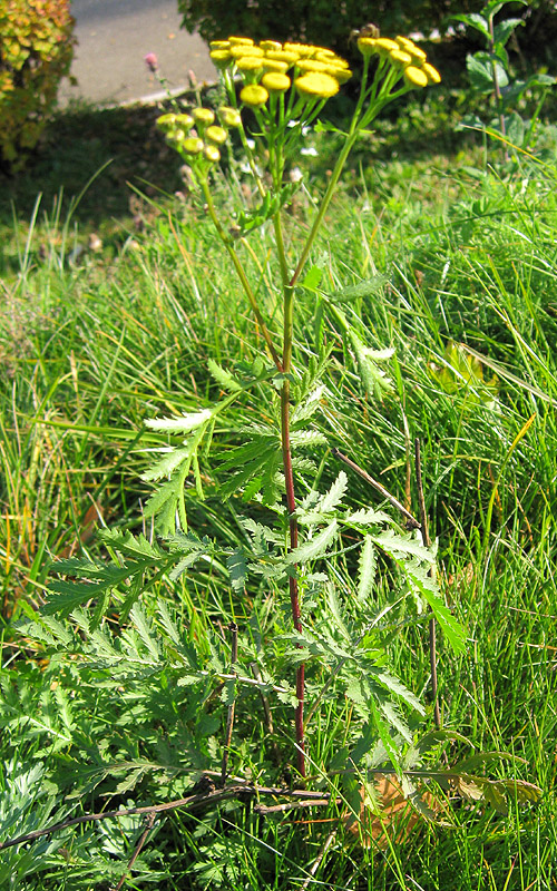 Image of Tanacetum vulgare specimen.